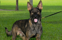Dual–purpose K-9 Acquired for PBSO