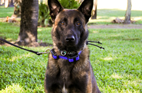 K9 Acquired for PBSO