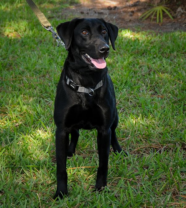 K-9 Acquired for PBSO