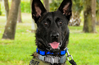 K9 Acquired for PBSO