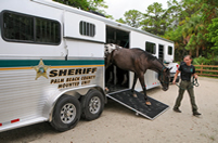 Horse Trailer Acquired for PBSO